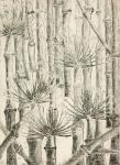 Urwald: Bambus