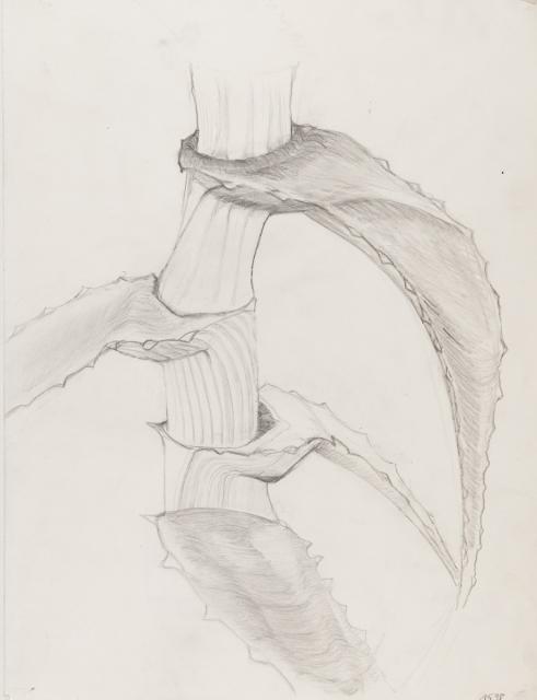 Pflanzliches: Pflanzenstudie