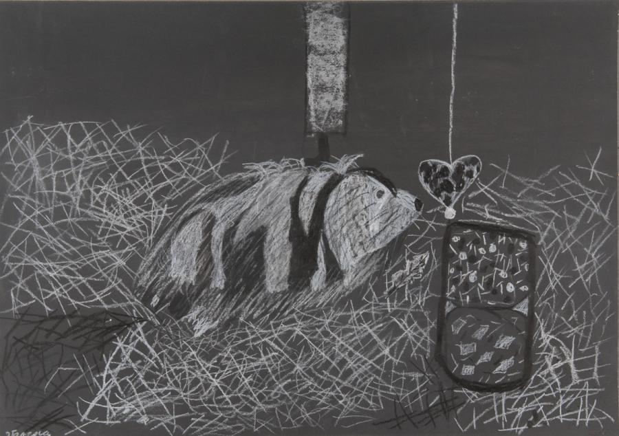 Tier: Meerschweinchen