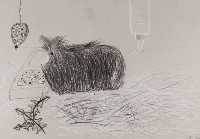 Tier: Meerschweinchen