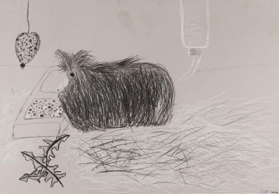 Tier: Meerschweinchen