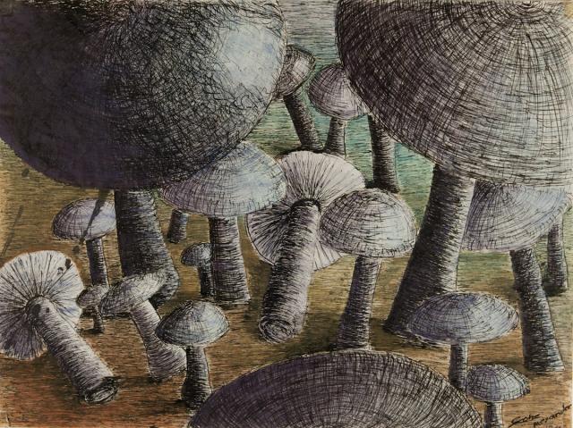 Pilze: Makroperspektive