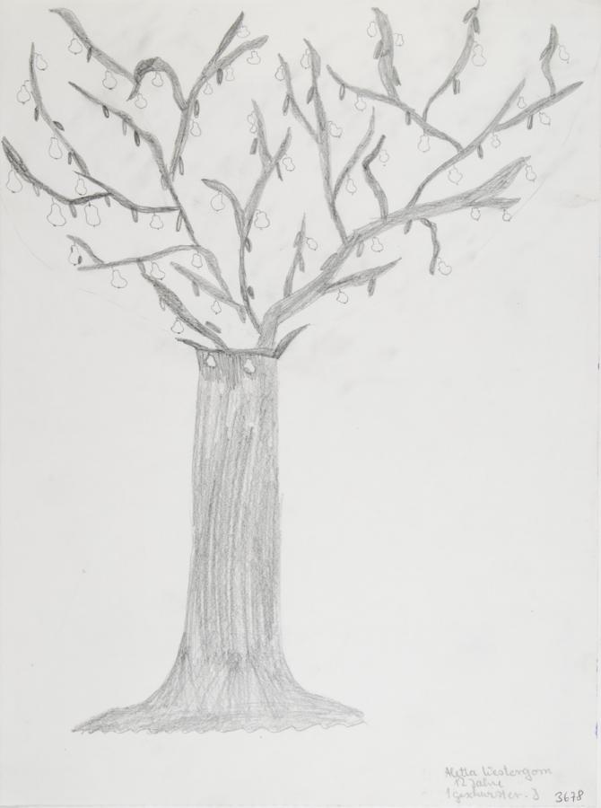 Pflanzliches: Baumtest nach Koch