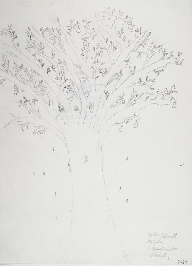 Pflanzliches: Baumtest nach Koch