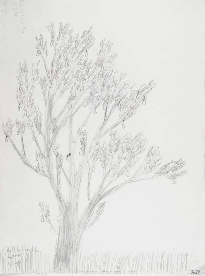 Pflanzliches: Baumtest nach Koch