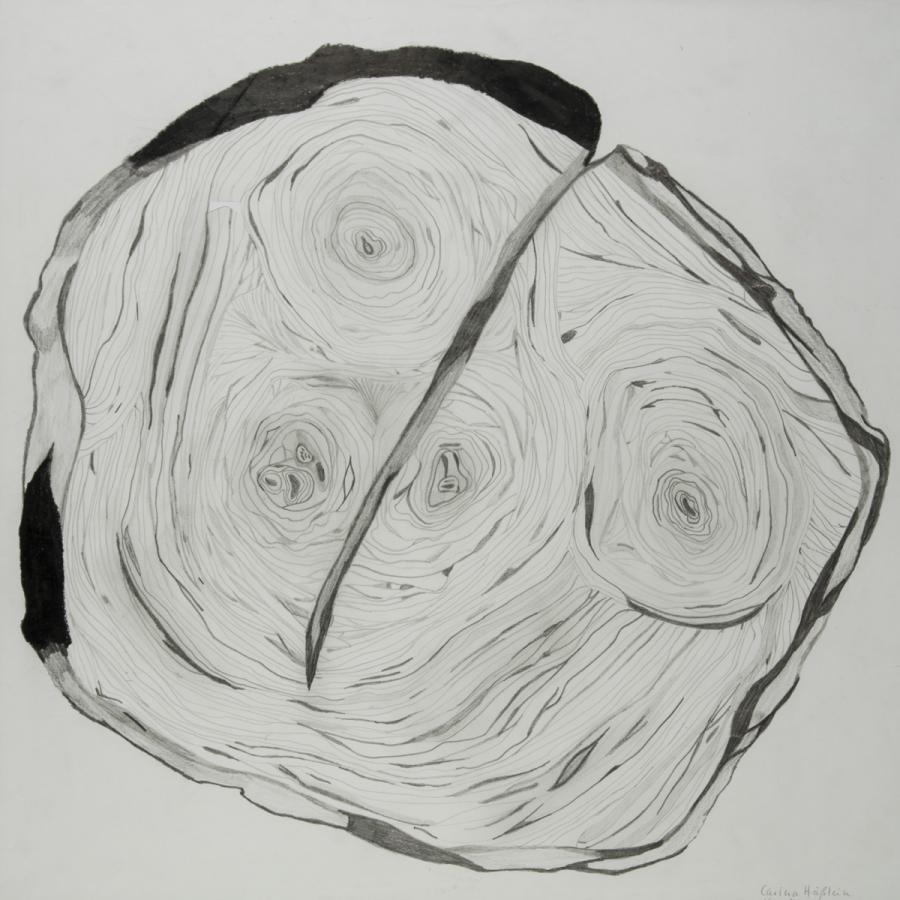 Pflanzliches: Jahresringe