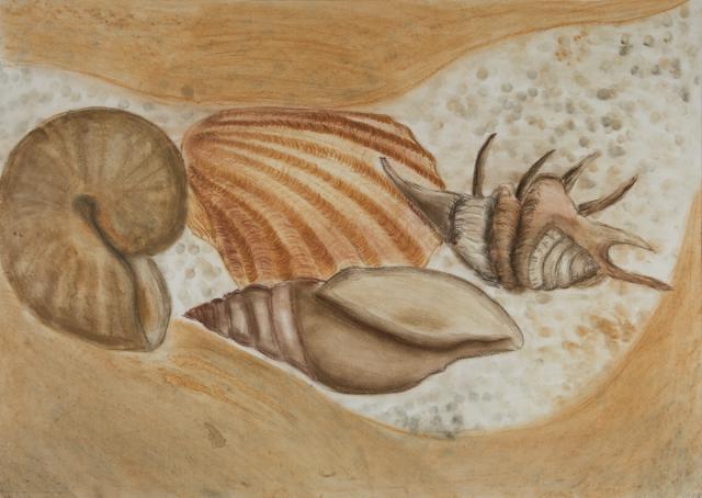 Stillleben: Muscheln