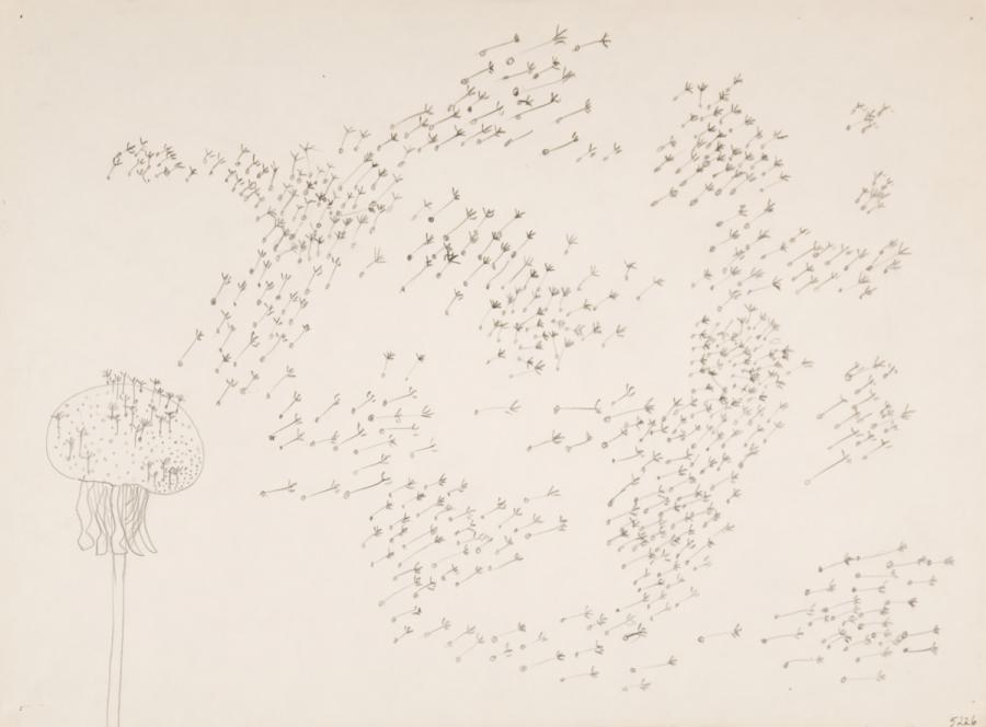 Pflanzliches: Löwenzahn