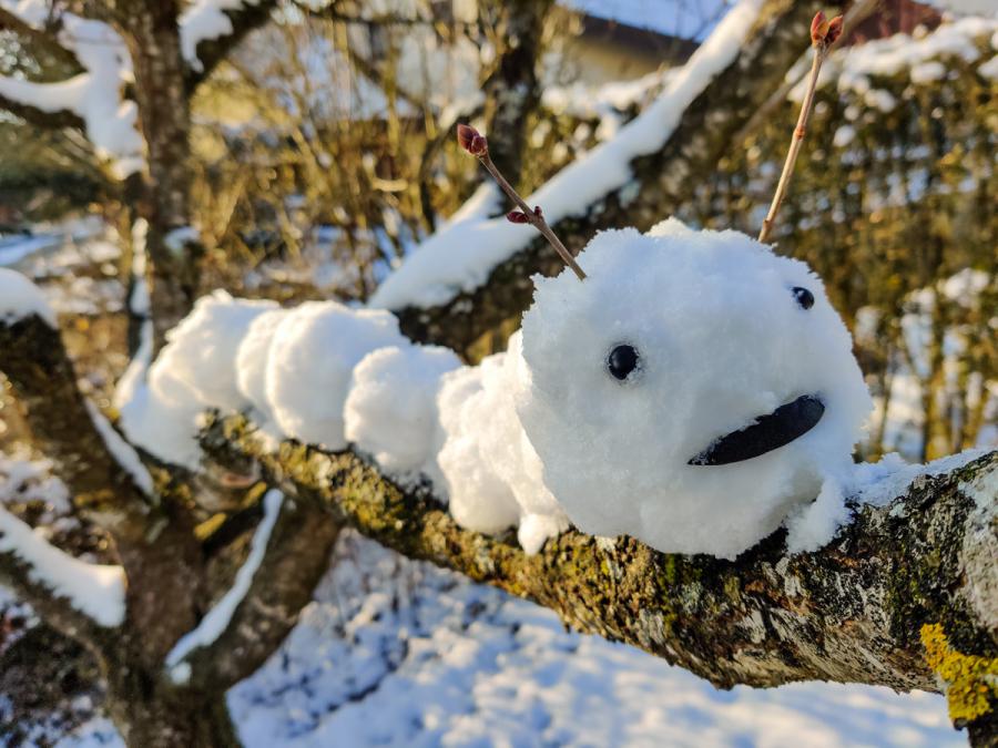 Schneetiere - Raupe