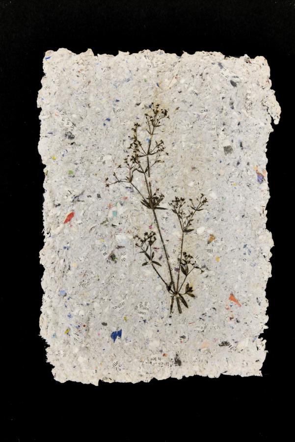 Pflanzen vom Feldweg