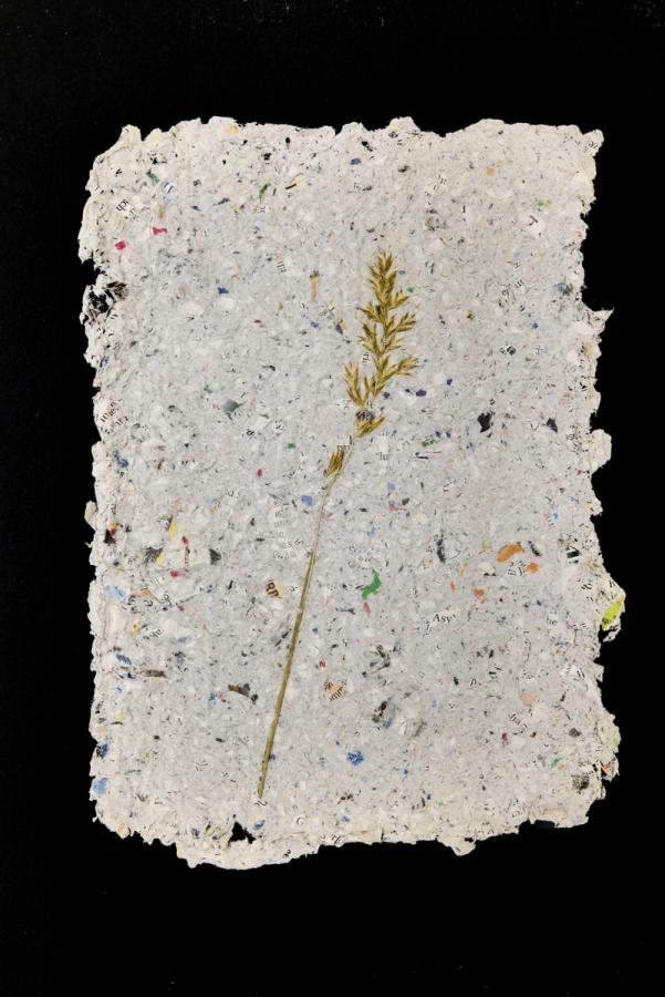 Pflanzen vom Feldweg