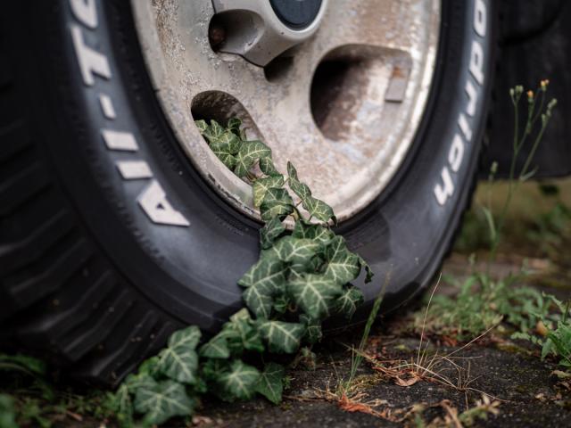 Fotografie "nature finds its way"