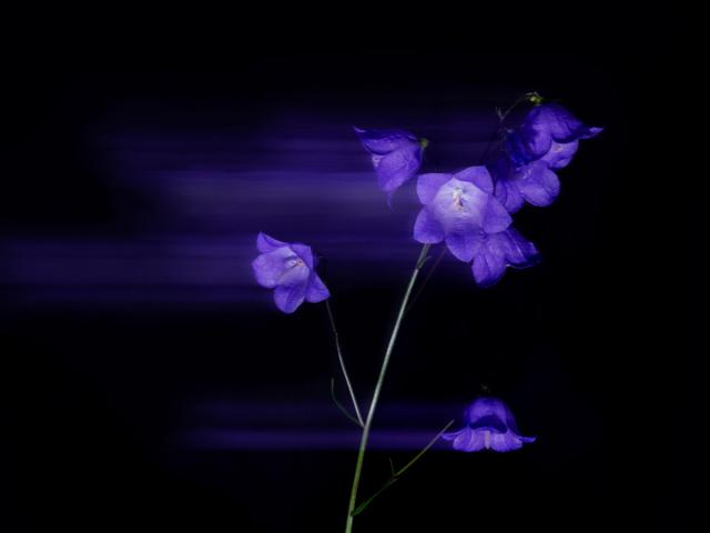 Fotografie "bluebell"