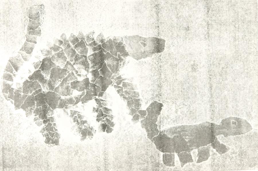 Papierdruck - Schuppentiere