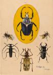 Insekten: Käfer
