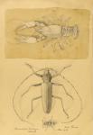 Insekten und Krabbe